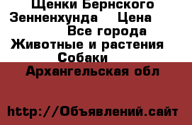 Щенки Бернского Зенненхунда  › Цена ­ 40 000 - Все города Животные и растения » Собаки   . Архангельская обл.